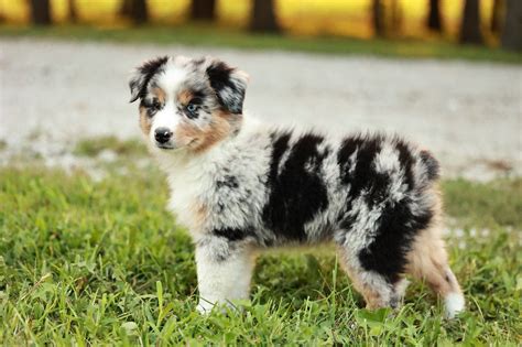 Aussie breeder near me - To know more about the Australian Shepherd dogs of Lazy J Ranch, you can visit their website. Australian Shepherd Puppy Breeder Details: Location: Mississippi, US. Address: 2896 Carter Rd. Macon, MS 39341. Telephone: 662-361-0102 (Jay) or 662-242-8787 (Twila) Email: Twila.Troyer@gmail.com.